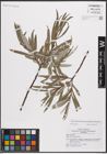 Foto von Salix eleagnos subsp. angustifolia (Cariot) Rech. f.